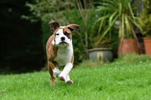 130921: DOG. Bulldog X breed, 16 weeks old puppy running to camera