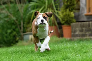 130921: DOG. Bulldog X breed, 16 weeks old puppy running to camera