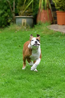 130921: DOG. Bulldog X breed, 16 weeks old puppy running to camera