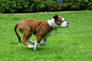 Garde: DOG. Bulldog X breed, 16 weeks old puppy running in a garde