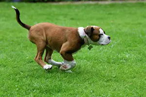 Garde: DOG. Bulldog X breed, 16 weeks old puppy running in a garde