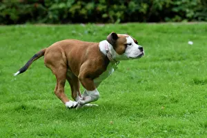 Garde: DOG. Bulldog X breed, 16 weeks old puppy running in a garde