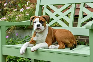 130921: DOG. Bulldog X breed, 16 weeks old puppy sitting on a gard