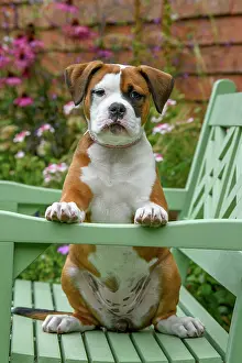 130921: DOG. Bulldog X breed, 16 weeks old puppy sitting on a gard