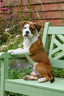 Chilling: DOG. Bulldog X breed, 16 weeks old puppy sitting on a gard