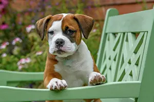 Seat: DOG. Bulldog X breed, 16 weeks old puppy sitting on a gard