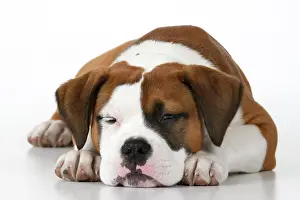 130921: DOG. Bulldog X breed, 16 weeks old sleepy puppy, laying, st
