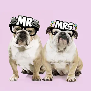 110418: Dog, Bulldogs wearing Mr & Mrs glasses Dog