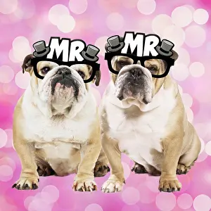 110418: Dog, Bulldogs wearing Mr & Mrs glasses Dog
