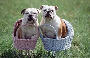 Baskets: DOG - Bulldogs x two, in toy prams