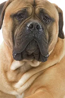 Worried: Dog - Bullmastiff