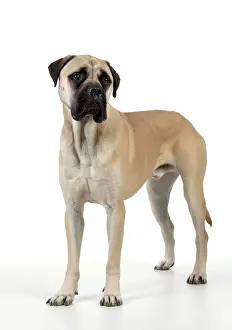 Bullmastiff: DOG - Bullmastiff