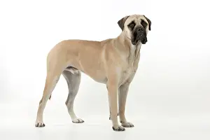 Bullmastiff: DOG - Bullmastiff