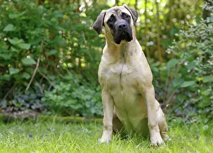 Mastiffs: Dog - Bullmastiff
