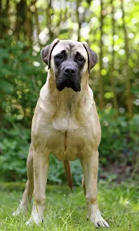 Mastiffs: Dog - Bullmastiff