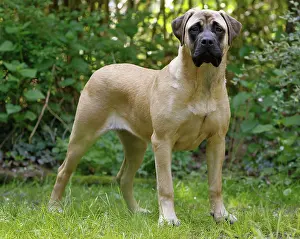 Mastiffs: Dog - Bullmastiff