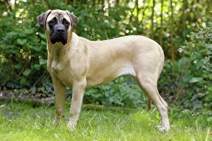 Mastiffs: Dog - Bullmastiff