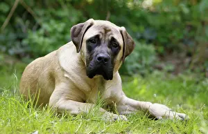 Mastiffs: Dog - Bullmastiff