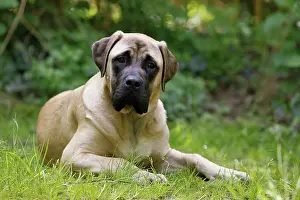 Mastiffs: Dog - Bullmastiff