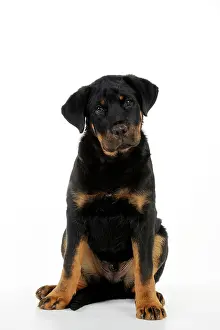 Bullmastiffs: DOG - Bullmastiff or rottweiler
