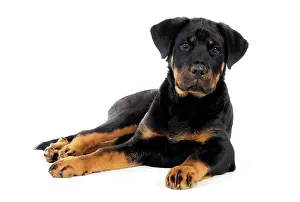 Bullmastiffs: DOG - Bullmastiff or rottweiler