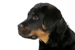 Bullmastiffs: DOG - Bullmastiff or rottweiler