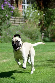 Bullmastiff: DOG - Bullmastiff running in garden