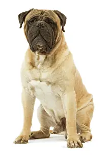 Bullmastiffs: Dog - Bullmastiff sitting in studio
