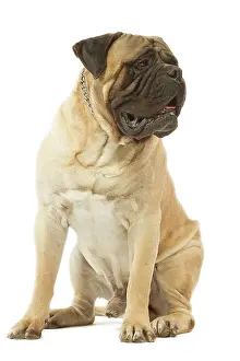 Bullmastiffs: Dog - Bullmastiff sitting in studio