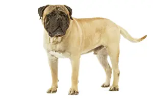 Bullmastiffs: Dog - Bullmastiff standing in studio