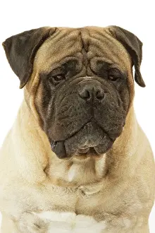 Bullmastiffs: Dog - Bullmastiff in studio
