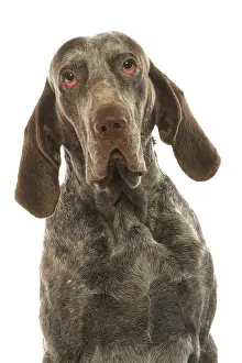 Perdiguero: Dog - Burgos Pointer / Perdiguero de Burgos in studio