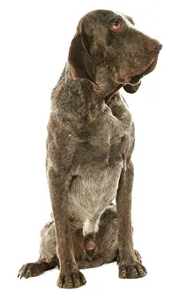 Perdiguero: Dog - Burgos Pointer / Perdiguero de Burgos in studio