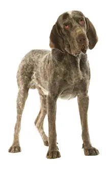 Perdiguero: Dog - Burgos Pointer / Perdiguero de Burgos in studio