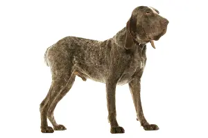 Perdiguero: Dog - Burgos Pointer / Perdiguero de Burgos in studio