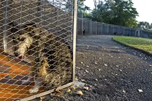 Corral: Dog cage in the APS