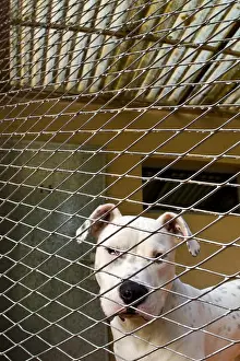 Corniot: Dog cage in the APS
