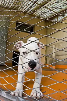 Corniot: Dog cage in the APS