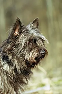 Scruffy: DOG - Cairn Terrier