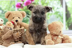 Teddies: Dog