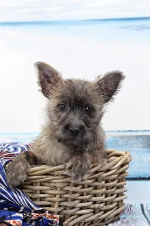 Wicker: Dog Cairn Terrier puppy in wicker basket