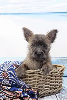Wicker: Dog Cairn Terrier puppy in wicker basket