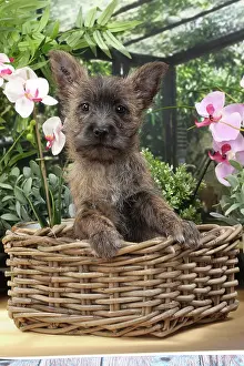 Wicker: Dog Cairn Terrier puppy in wicker basket