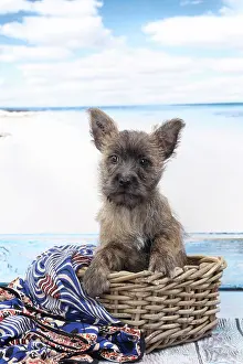 Cairn: Dog Cairn Terrier puppy in wicker basket