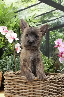 Cairn: Dog Cairn Terrier puppy in wicker basket