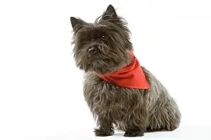 Neckerchief: Dog - Cairn Terrier wearing handkerchief / neckerchief