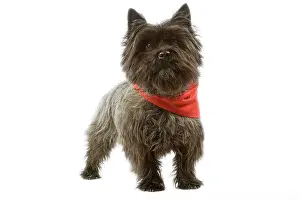 Neckerchief: Dog - Cairn Terrier wearing handkerchief / neckerchief