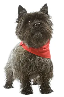 Neckerchief: Dog - Cairn Terrier wearing handkerchief / neckerchief