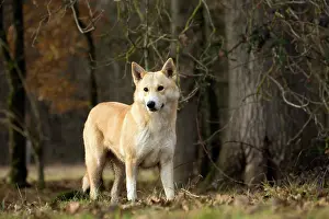 Canaan: Dog Canaan