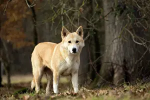Canaan: Dog Canaan